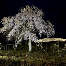 夜桜ライトアップ